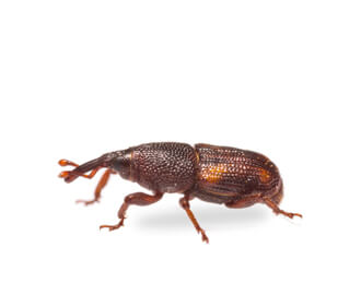 Rice weevil
