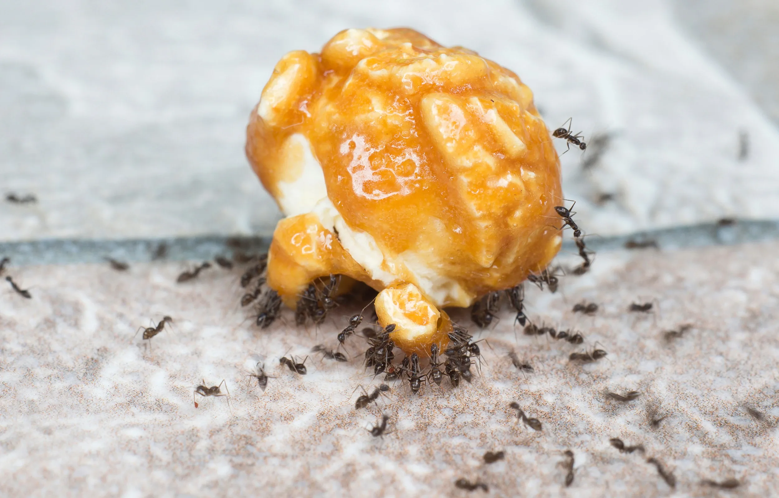 ant infestation in food