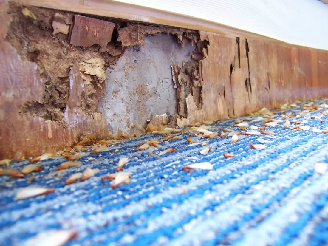 Termite infestations