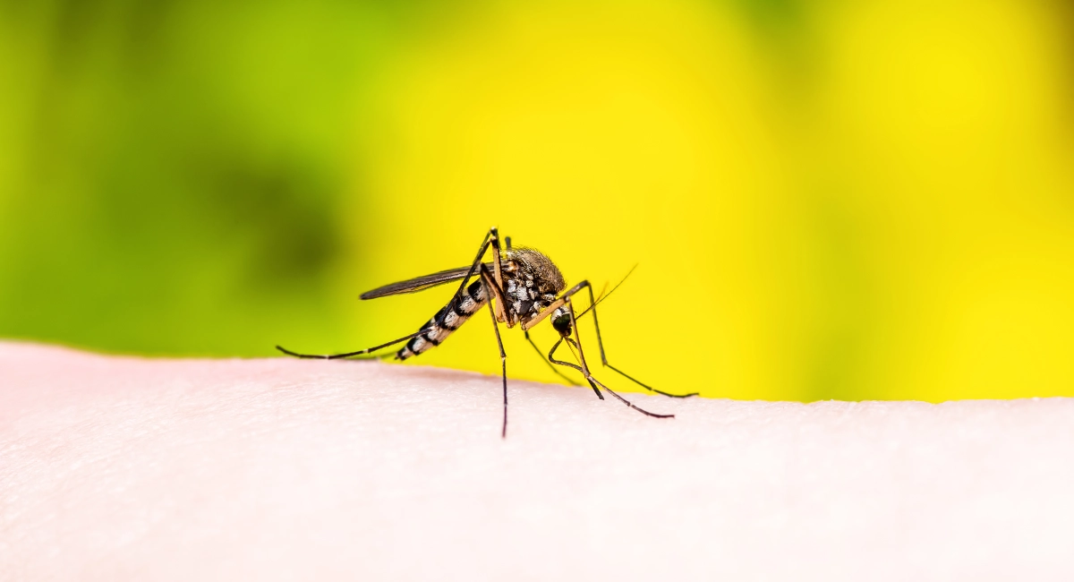 Zika