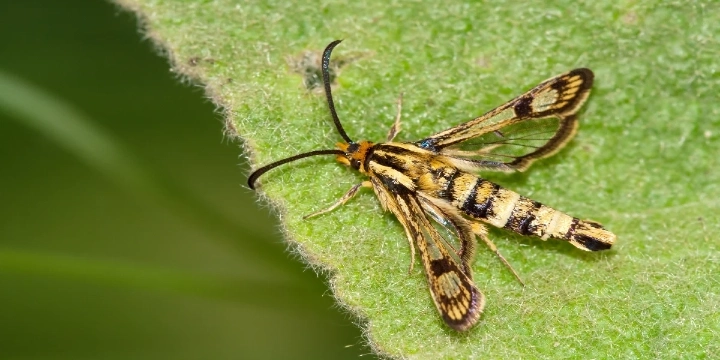 Moth