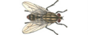 Flesh fly
