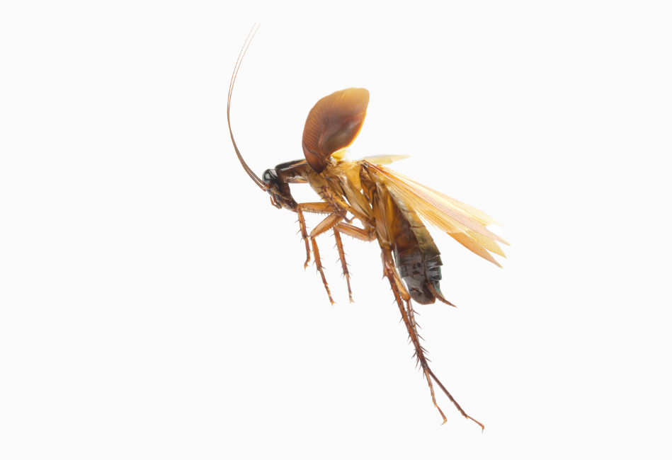 flying cockroach