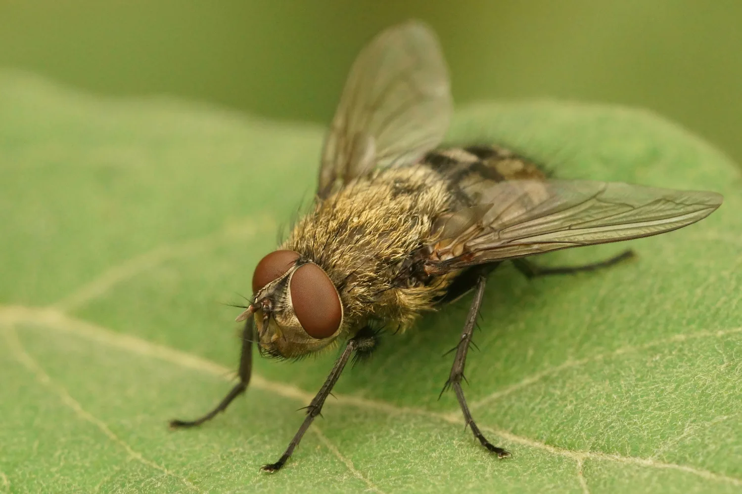 flies