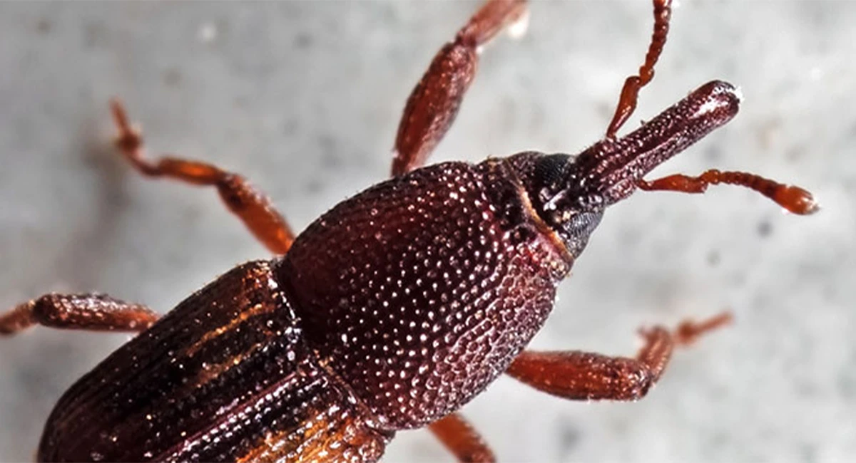 Stored food insect