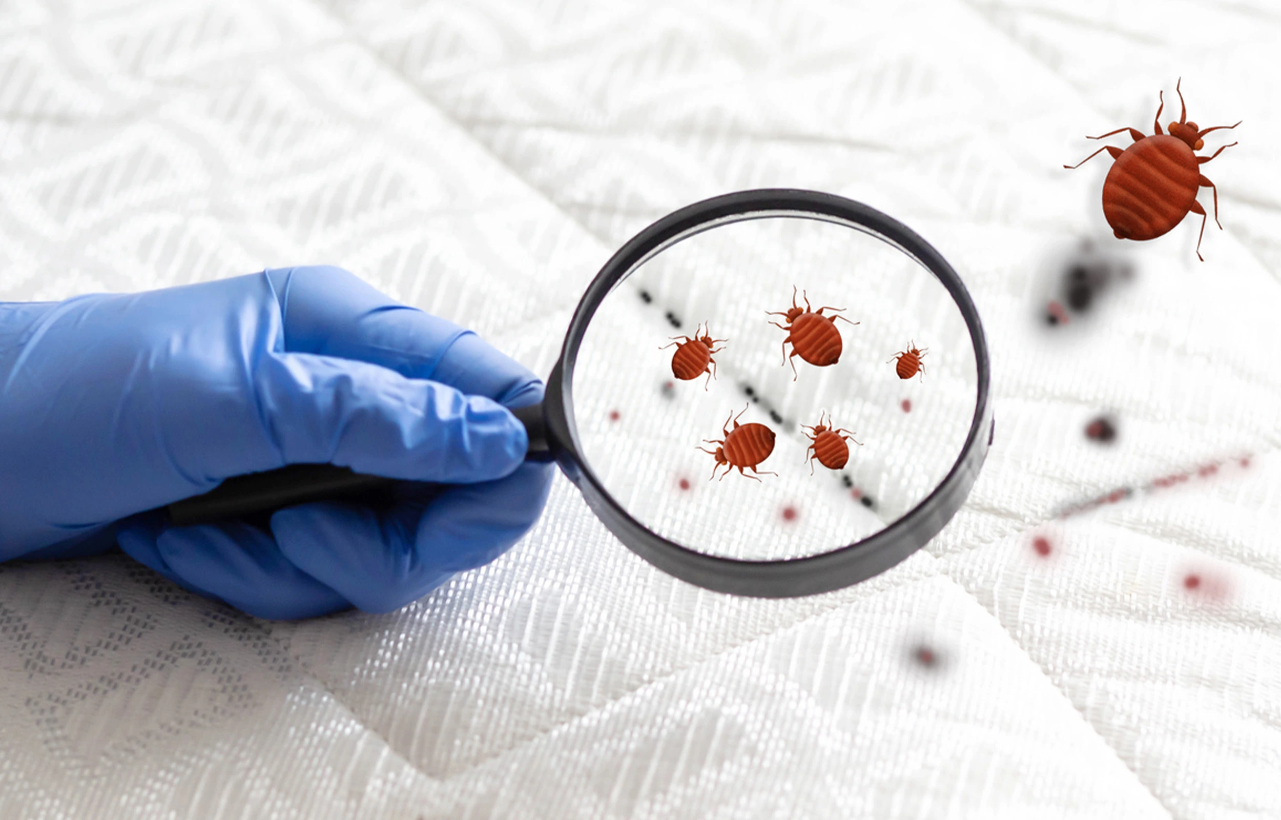 how to get rid of bed bugs infestation