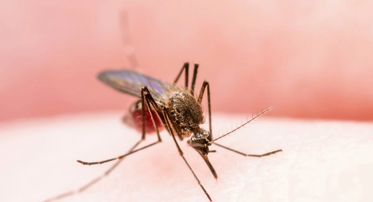 Mosquito Menance