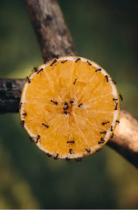 Ant infestation