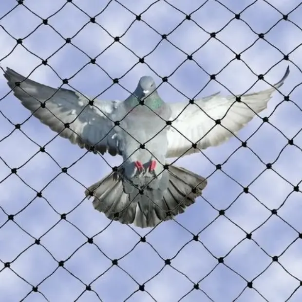 Installed humane bird net to keep birds away