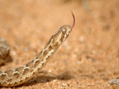 Close-up of a Saw-scaled Viper snake