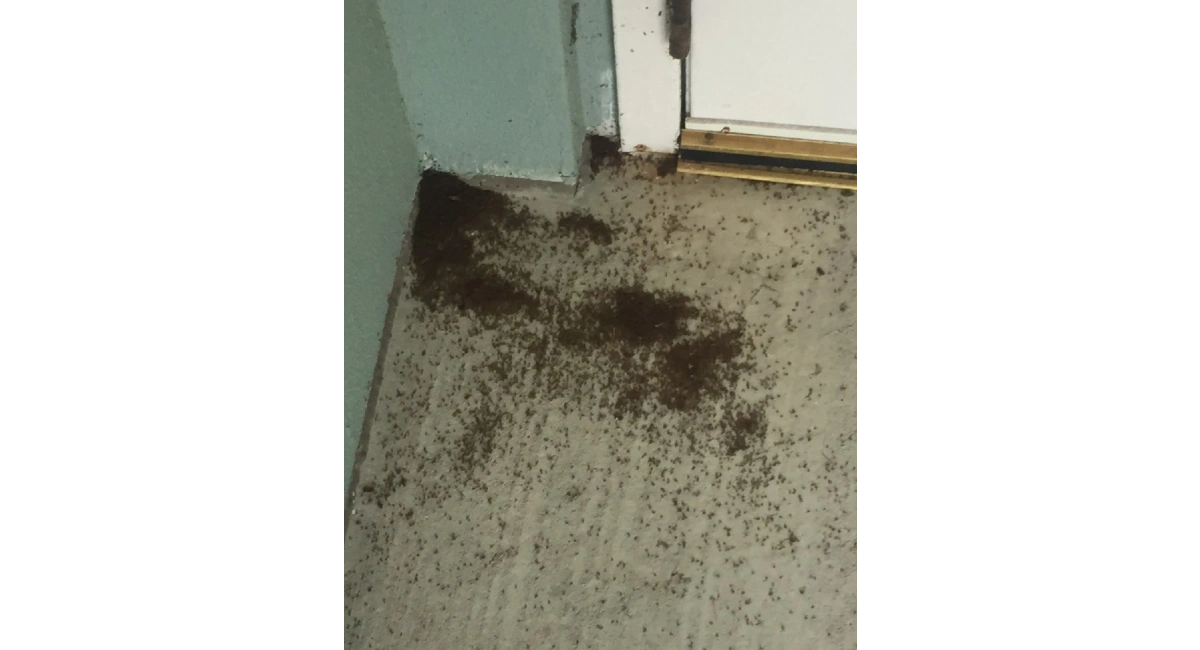 Crazy ant