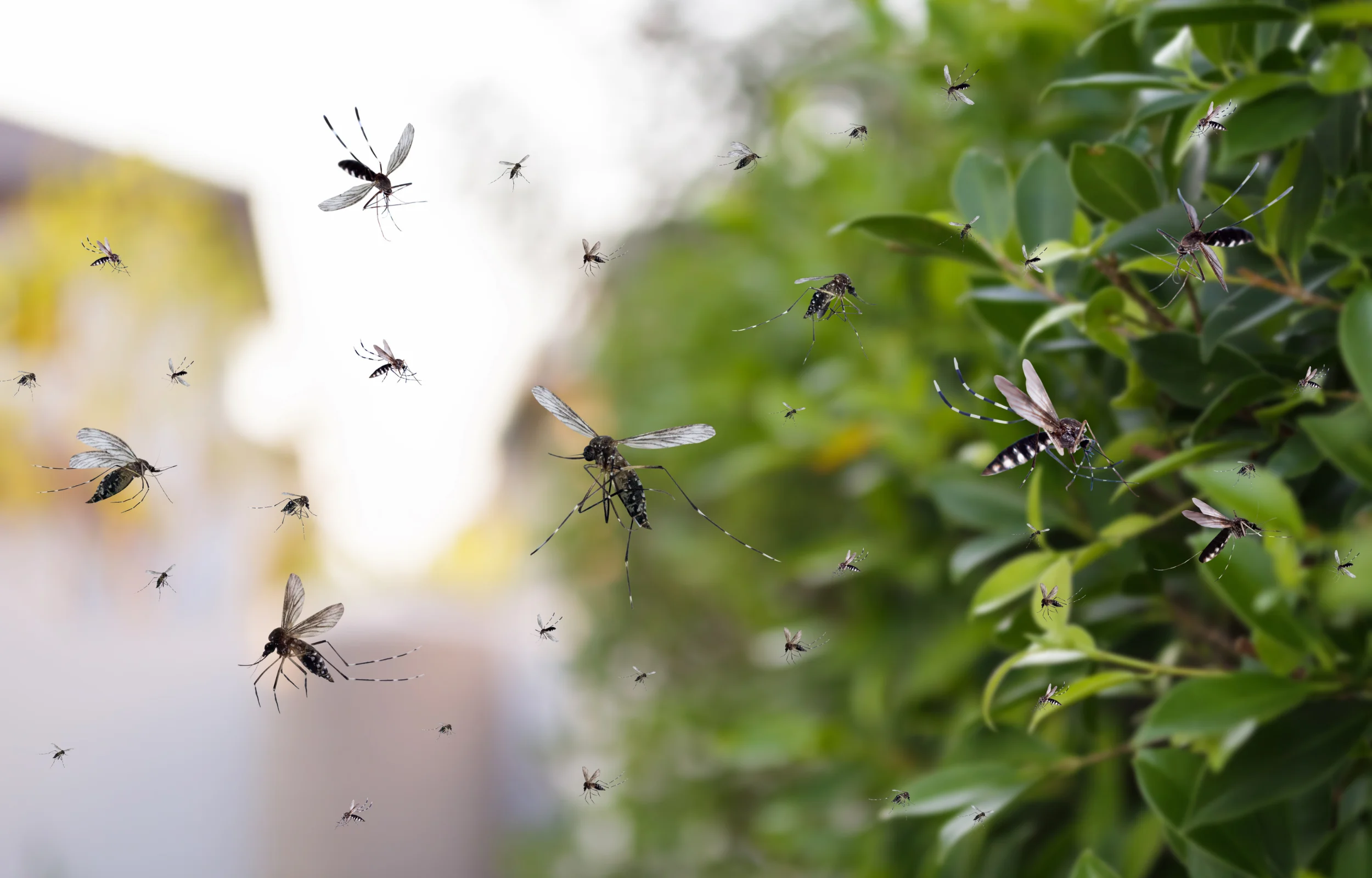 how to get rid of mosquitoes at home
