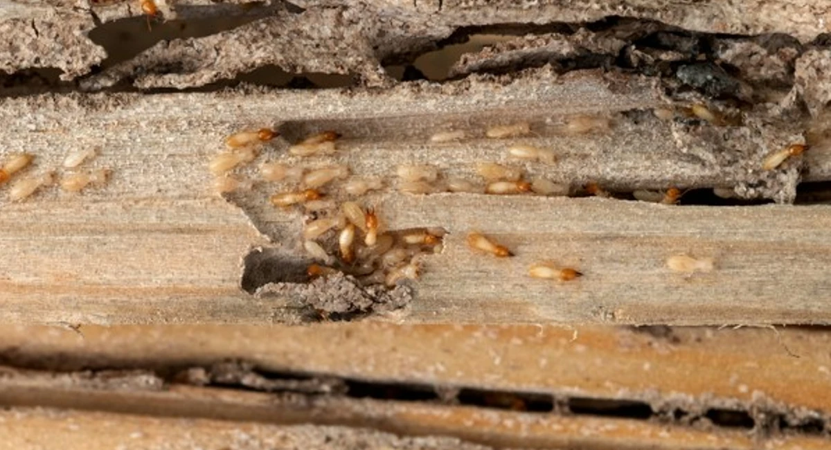 termite infestation in home