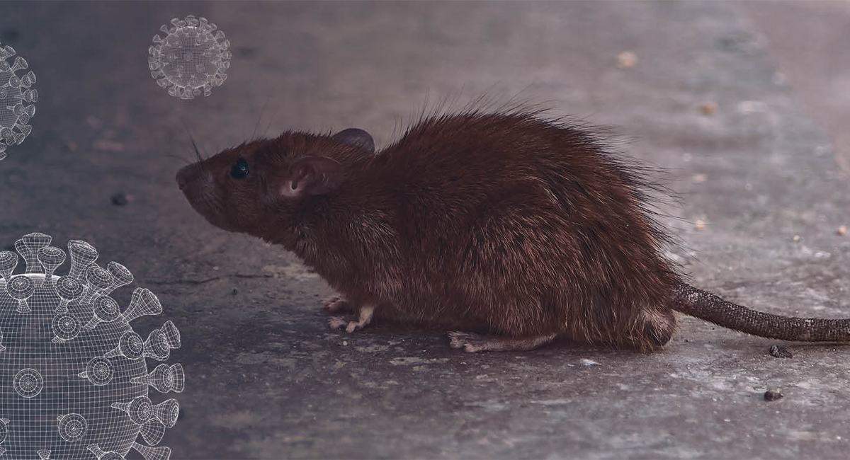 Hantavirus: Disease, Symptoms & Treatment Guide | Rentokil PCI