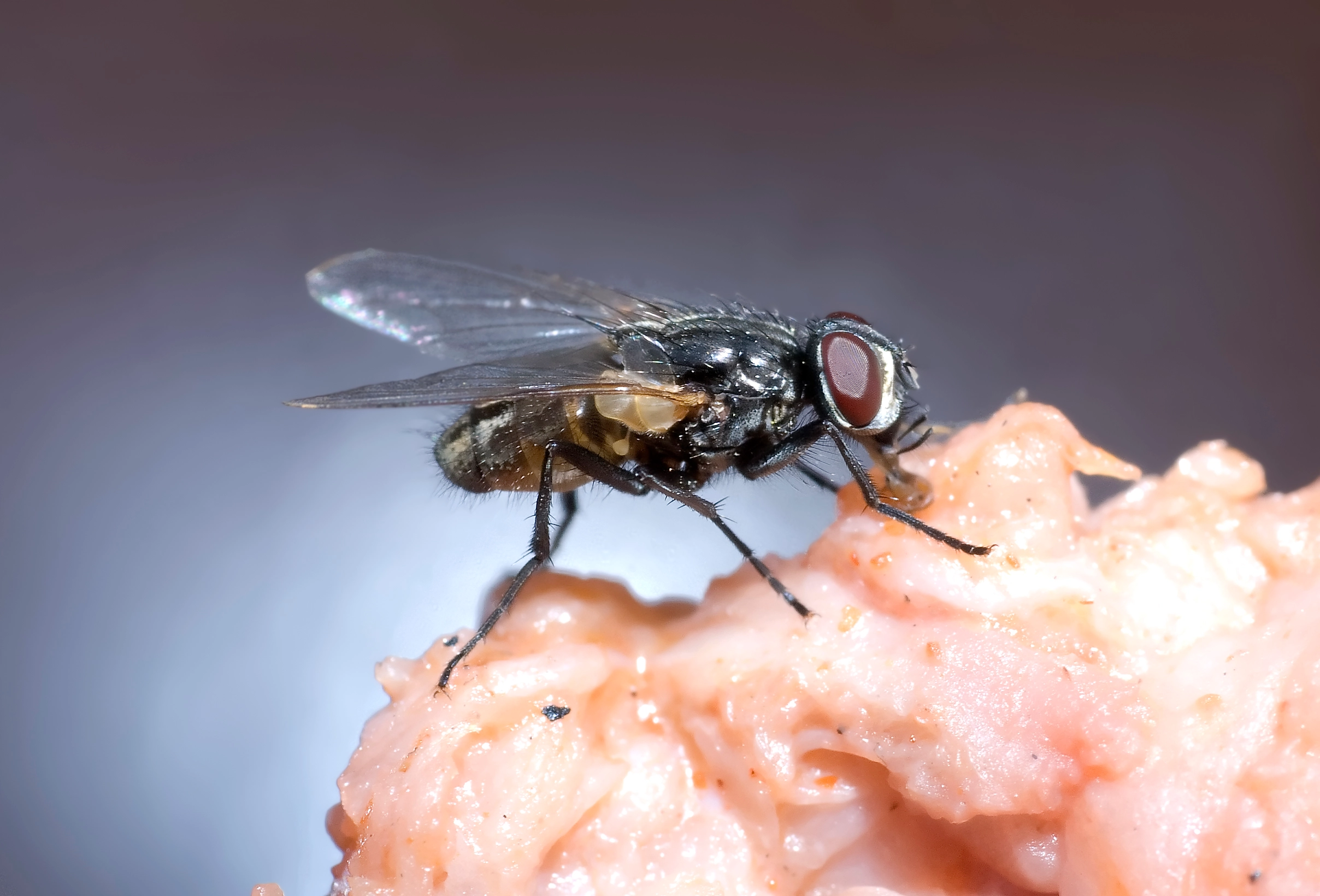 Fly Infestation