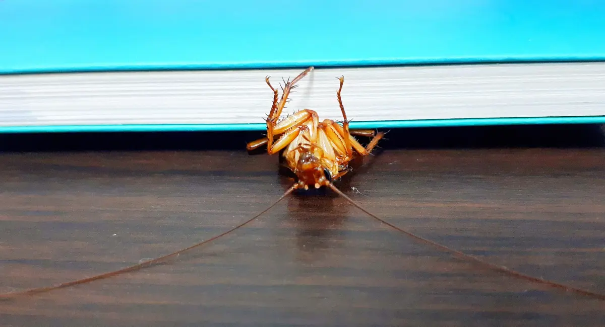 Cockroaches