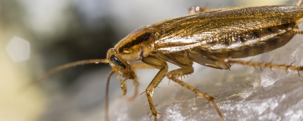 Cockroach