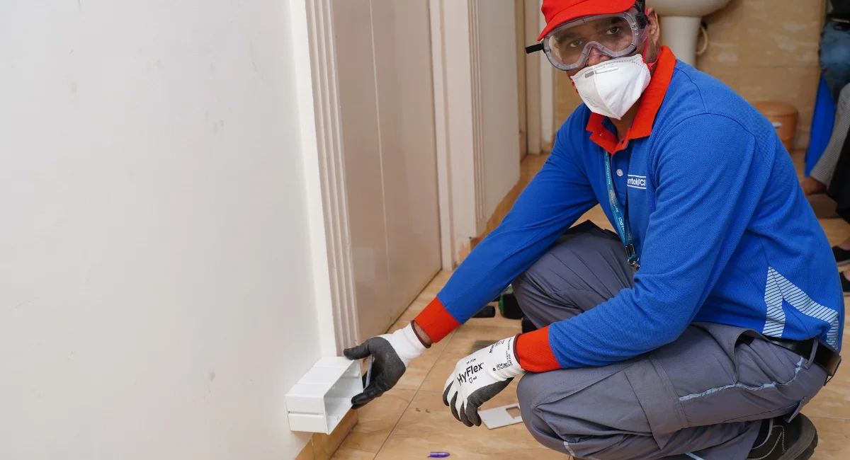 termite infestation