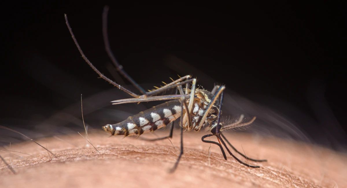 What Attracts Mosquitoes to Humans? Why Some People Get Bitten More