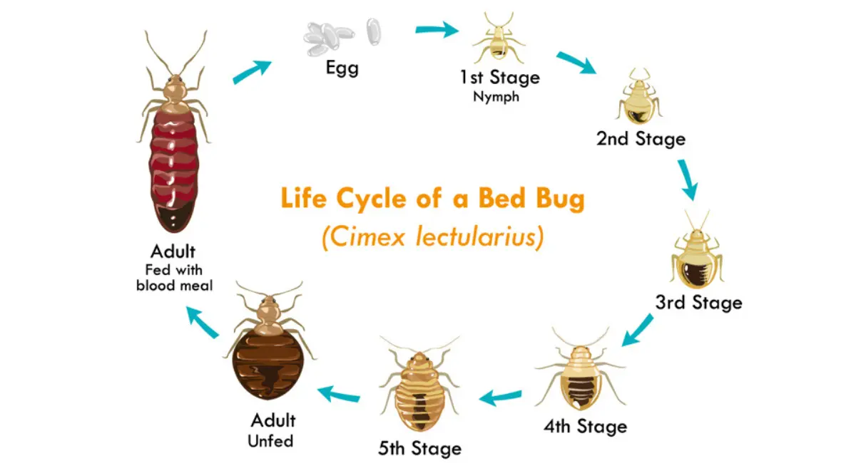 Lifecycle Of a Bedbug