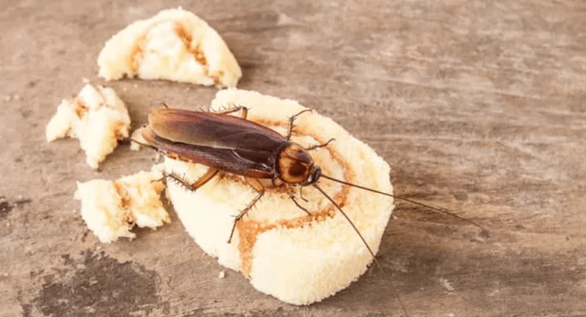 cockroach on swiss roll