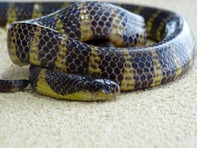 Close-up of a Common Krait snake