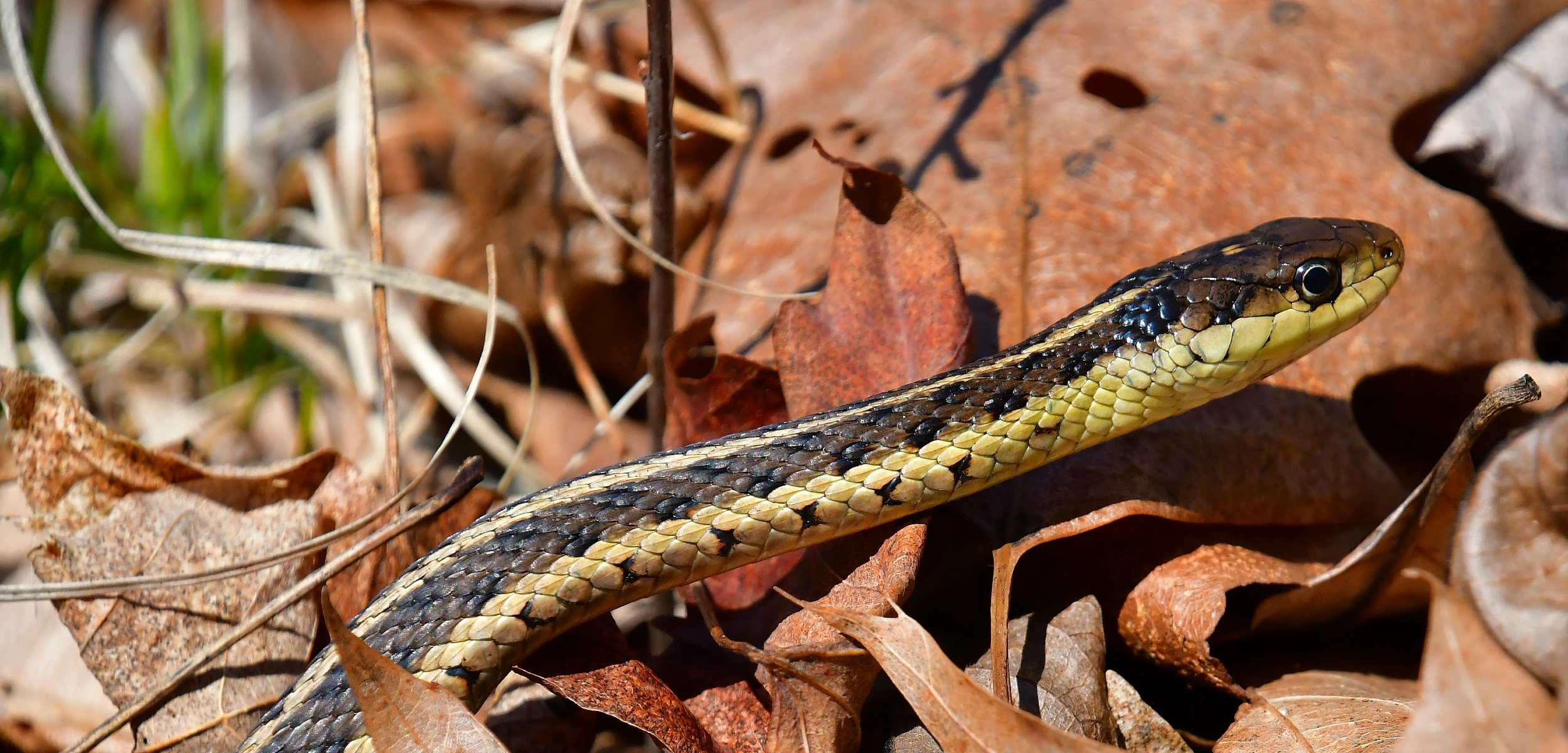 Winter Snakes in India: Species You’re Most Likely to Encounter