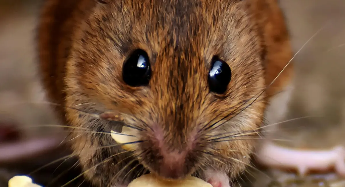 Rodent Consuming food