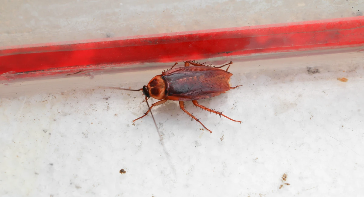 cockroach treatment