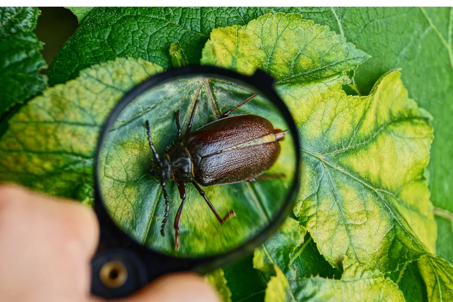 how to prevent cockroach infestation