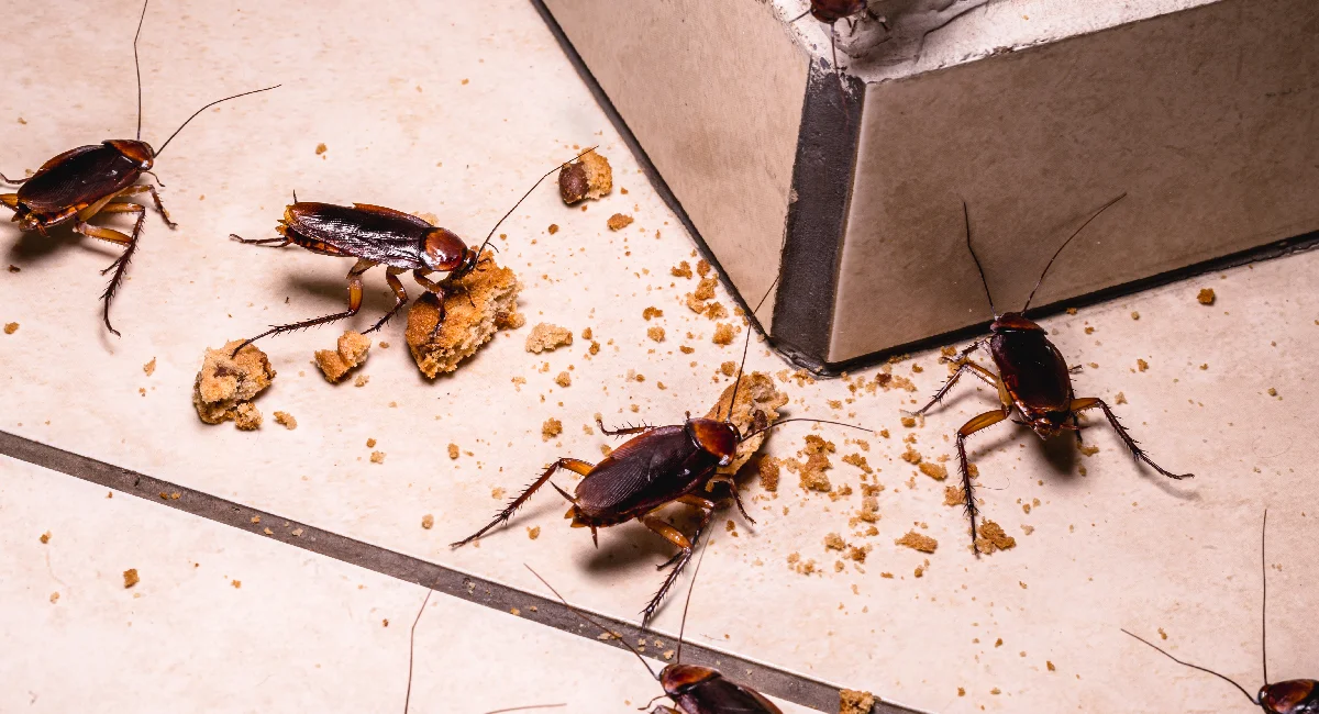 cockroaches eating biscuit crumbs