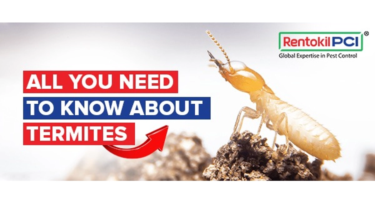All you need to know about termites