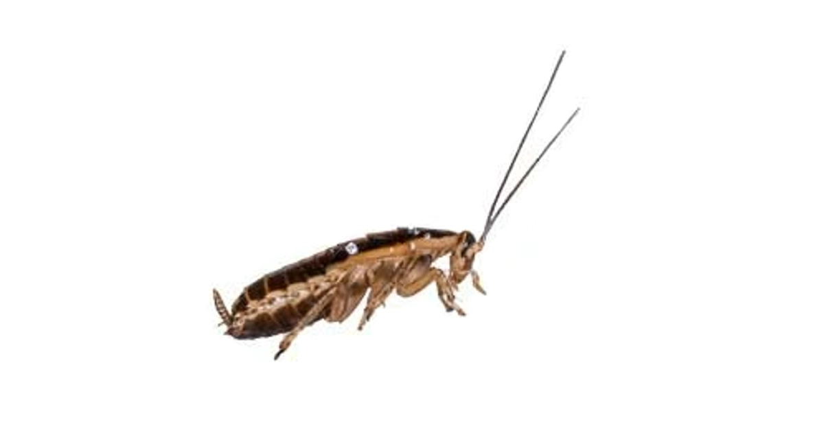 German cockroach