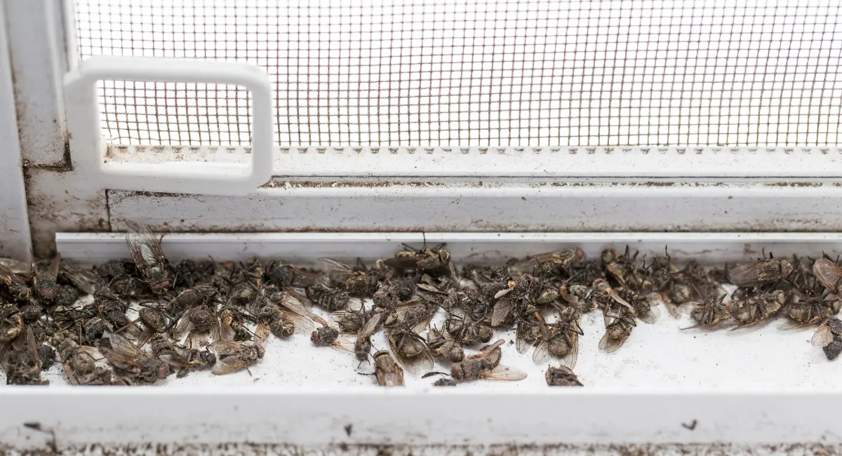 Dead flies accumulated on the inside edge of a window