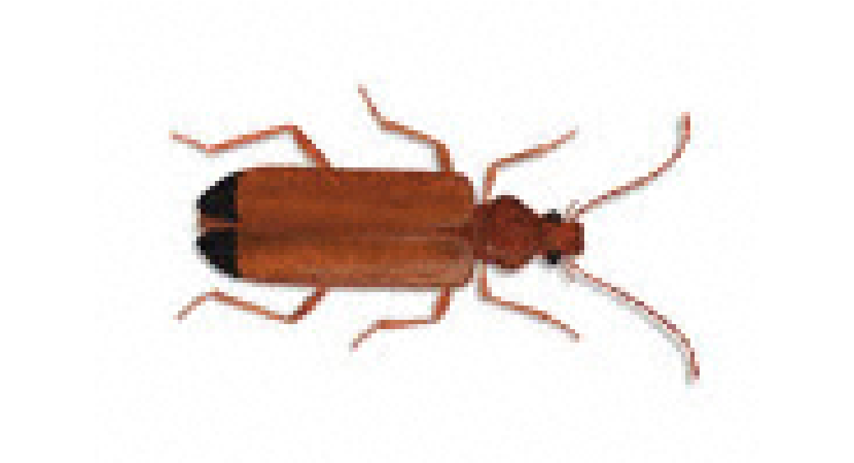 Global Nacerdes Malamura Beetle
