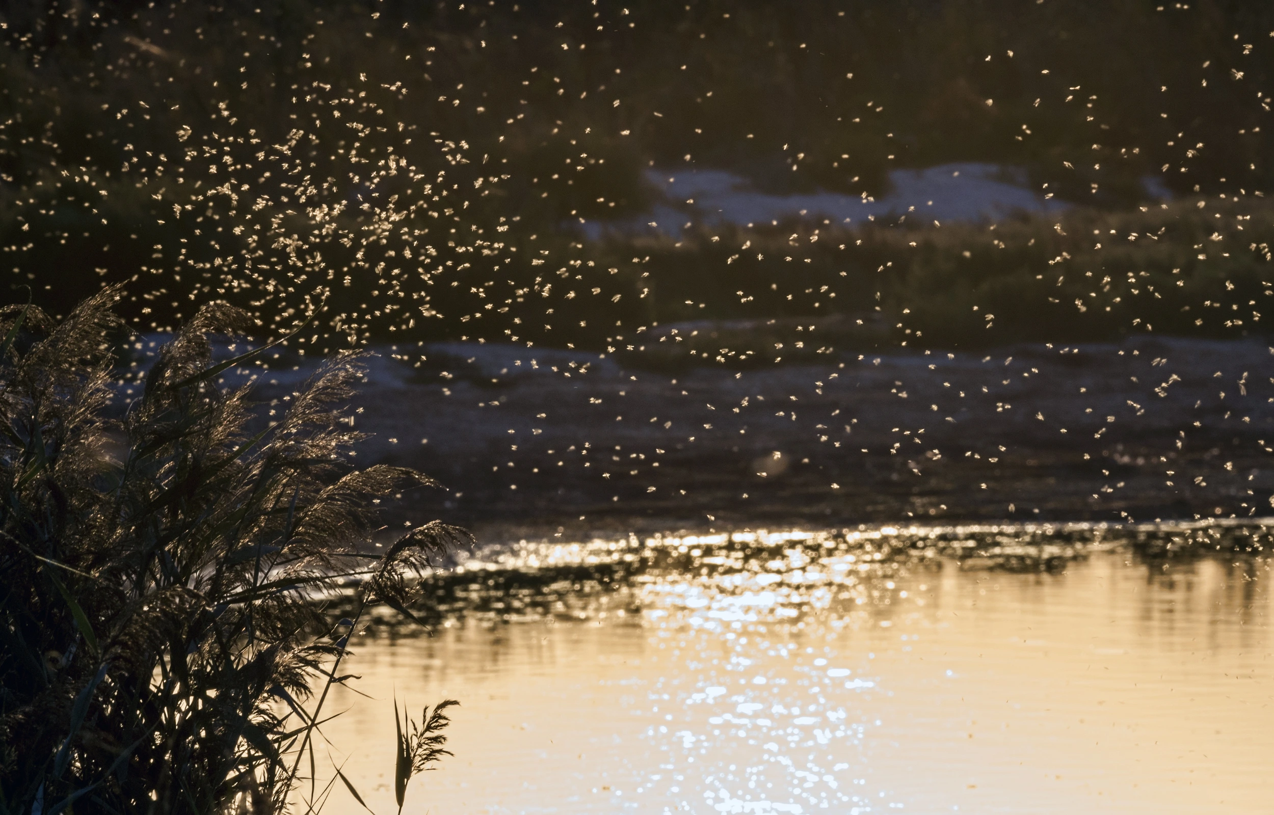 Large Swarm of mosquitoes flying above water at dusk