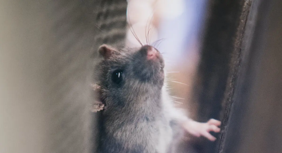 Rodent