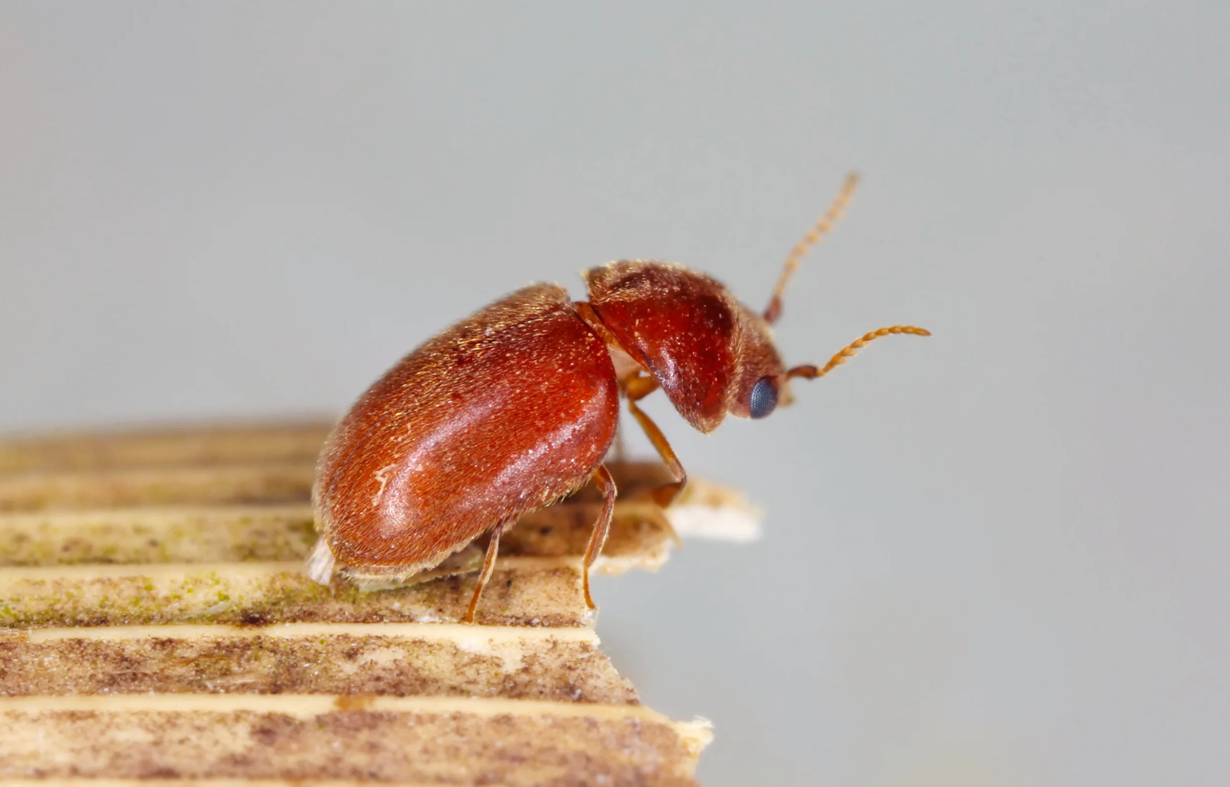Cigarette beetle