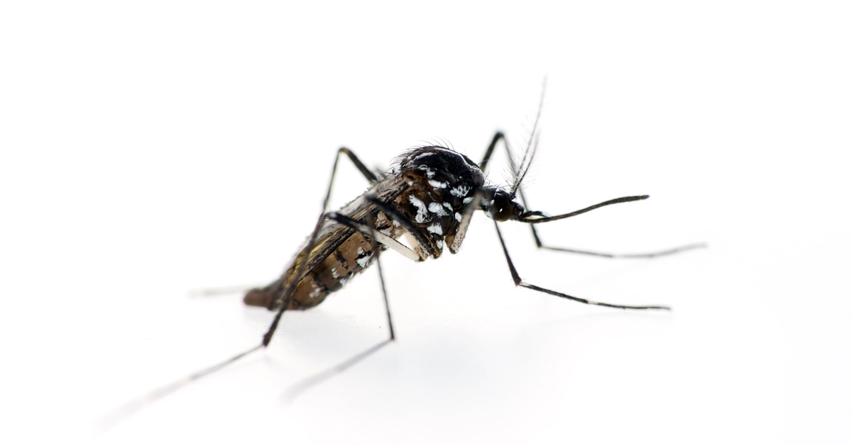 Aedes Albopictus