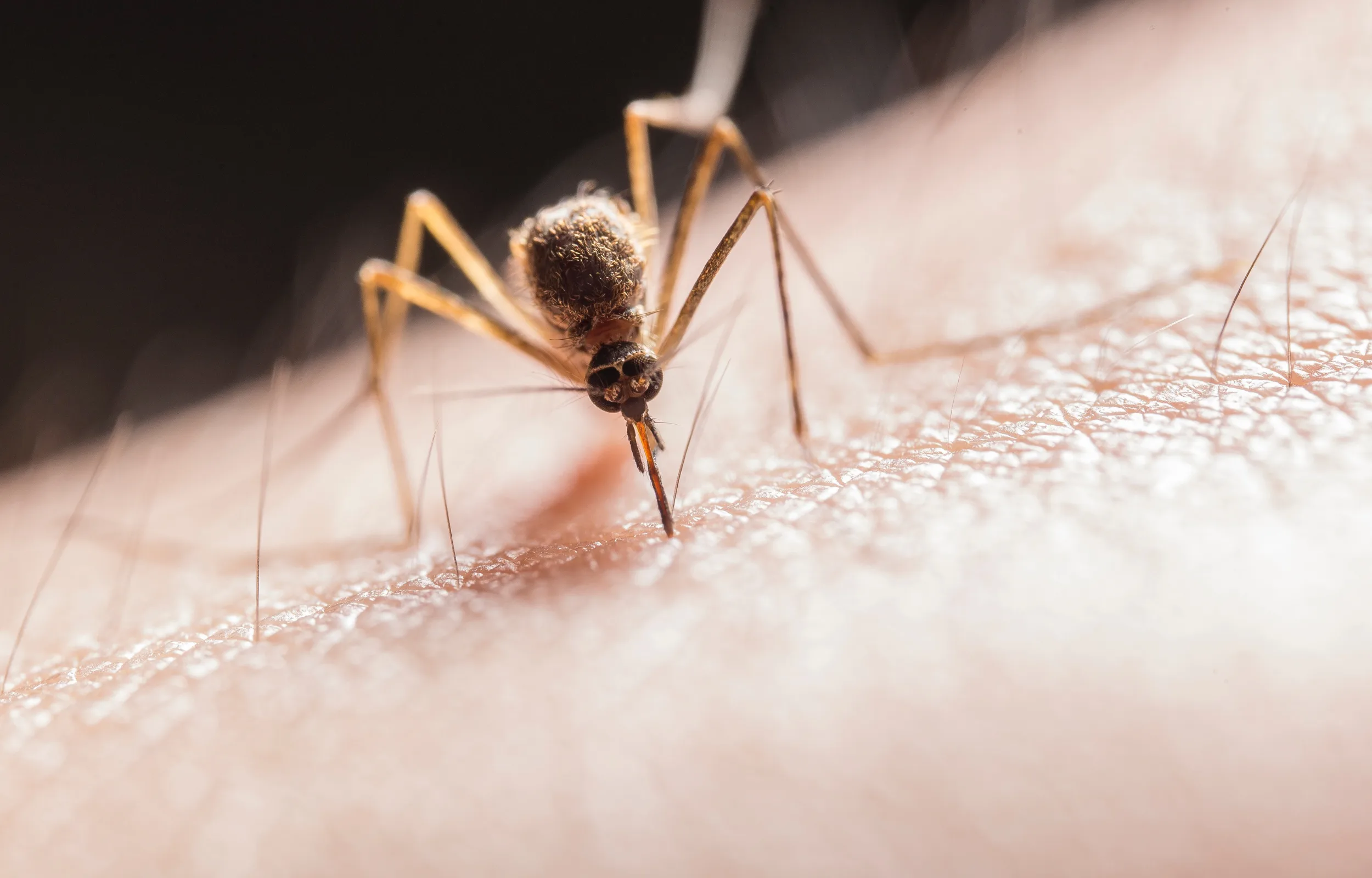 Mosquito bite