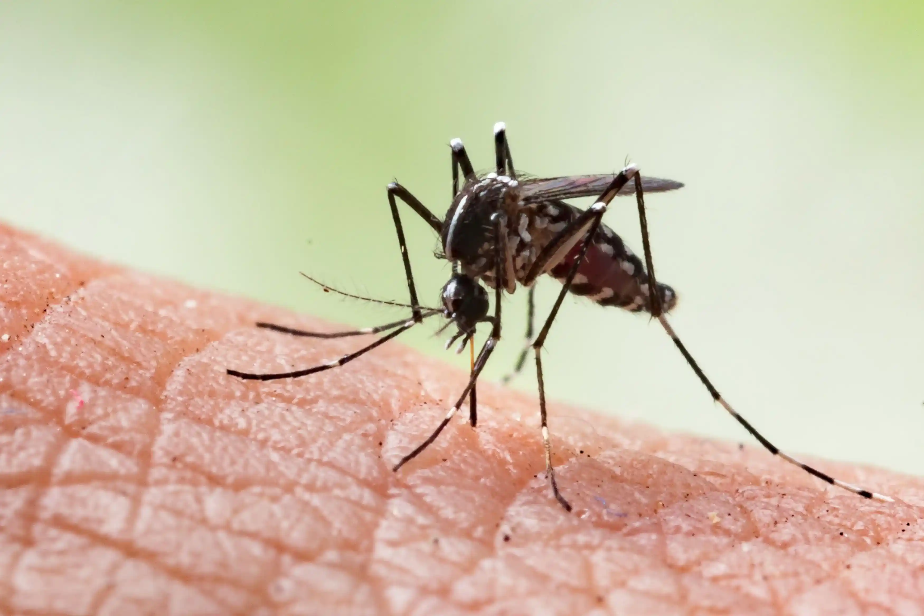 Mosquito 