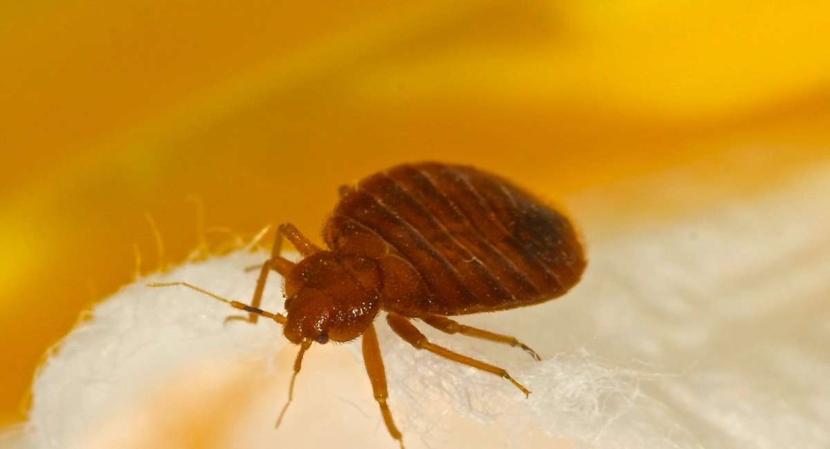 bedbug