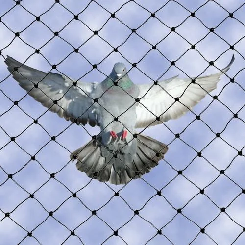 Pegion blocked by bird netting