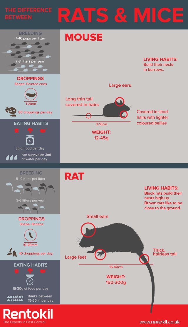 Mice vs Rats difference