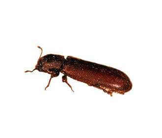 Powder Post Beetle