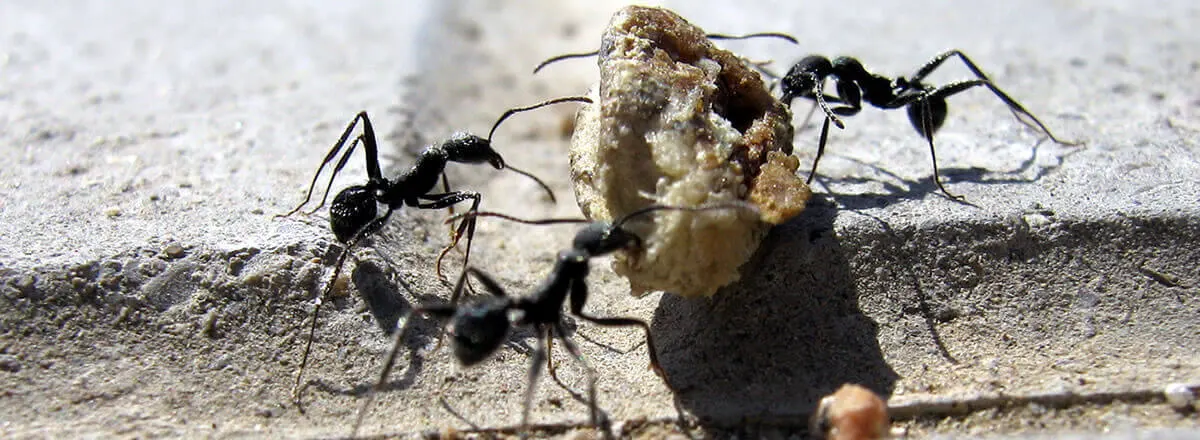 ant