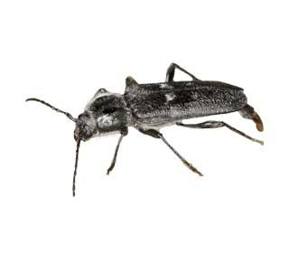 House Longhorn Beetle