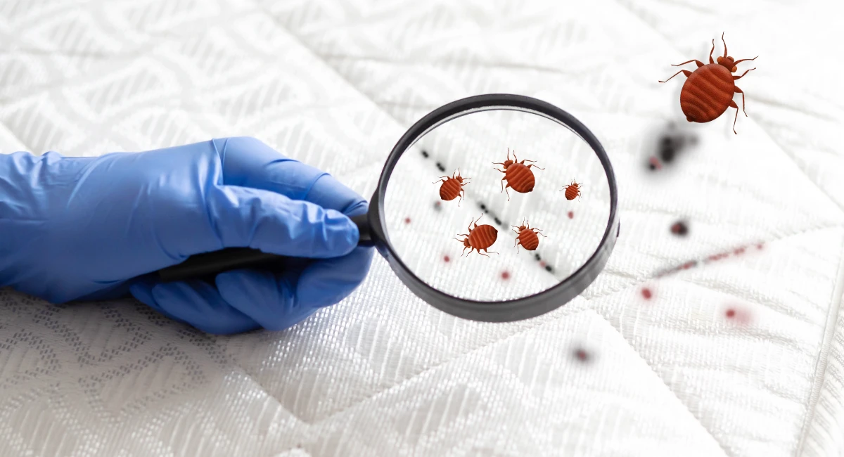 How to get rid of bed bugs from apartment buildings and prevent the spreading of infestation.