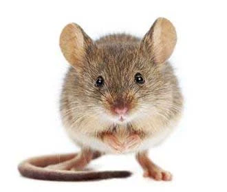 House mouse