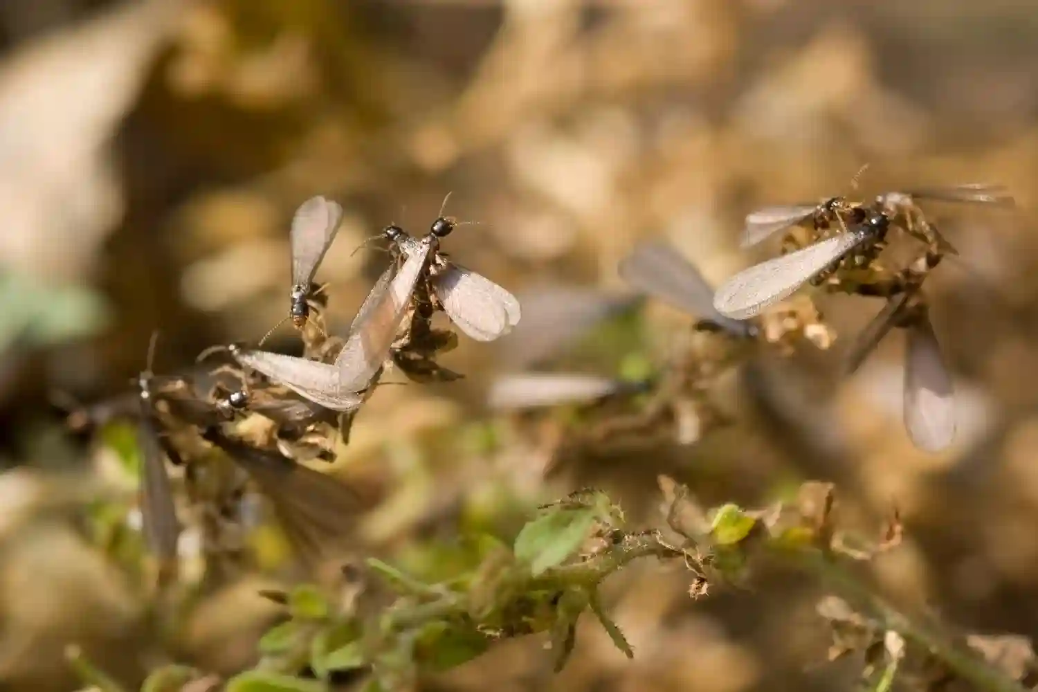 Termite attraction to light